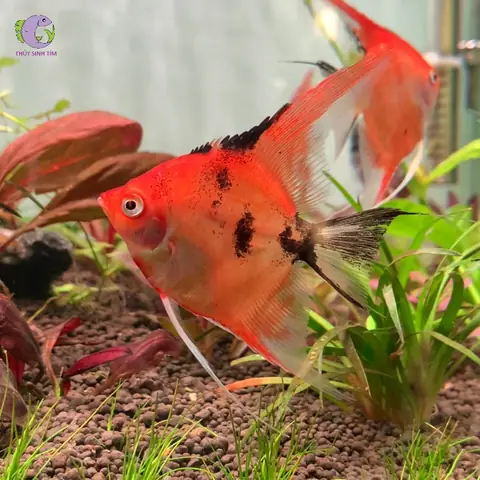 Cá Thần Tiên Red Devil: Đặc Điểm, Chăm Sóc & Sinh Sản Toàn Diện