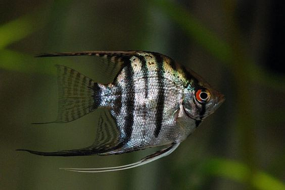 Cá Thần Tiên Zebra với sọc đen dọc thân