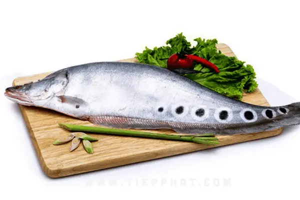 Cá Thát Lát Là Cá Gì? Khám Phá Đặc Điểm, Giá Trị Dinh Dưỡng Và Ứng Dụng