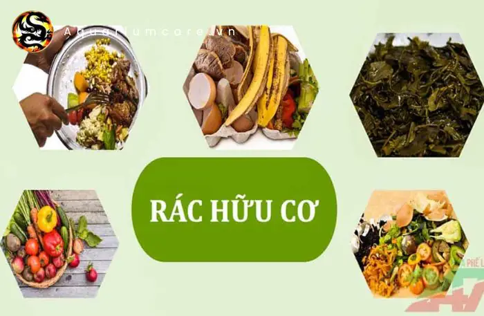Cá Thòi Lòi Cảnh: Hướng Dẫn Nuôi, Chăm Sóc Chi Tiết Từ A-Z