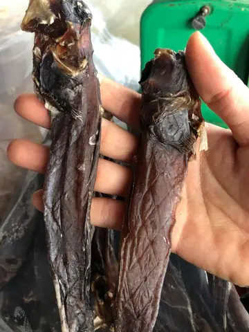 Khô có thòi lòi nguyên con