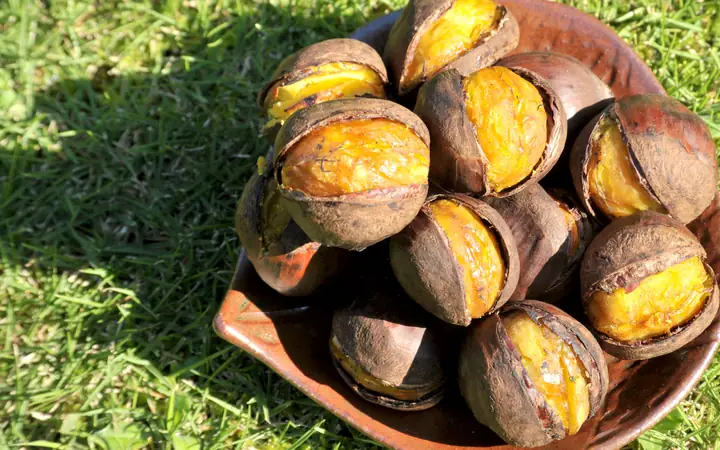Cá Thu Đao Nhật Bản: Đặc Điểm, Giá Trị và Cách Thưởng Thức
