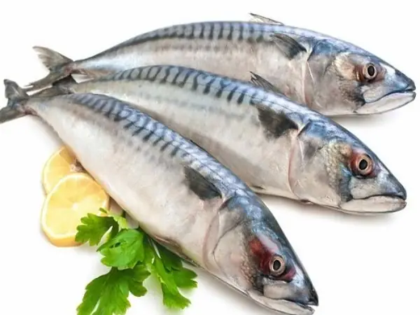 Cá Thu Phấn Nhỏ: Đặc Điểm, Môi Trường Sống Và Cách Nuôi