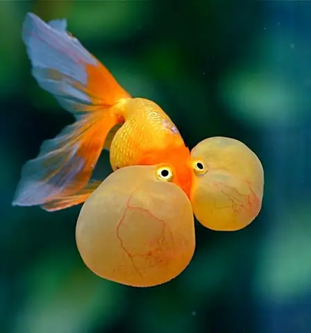 Cá Thủy Bao Nhãn: Đặc Điểm, Cách Nuôi Và Chăm Sóc Đúng Chuẩn