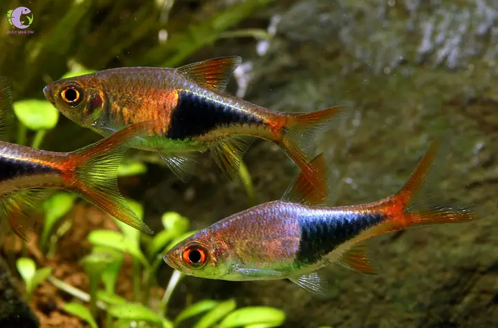 3. Cá cảnh bơi theo đàn - Tam giác (Harlequin Rasbora)