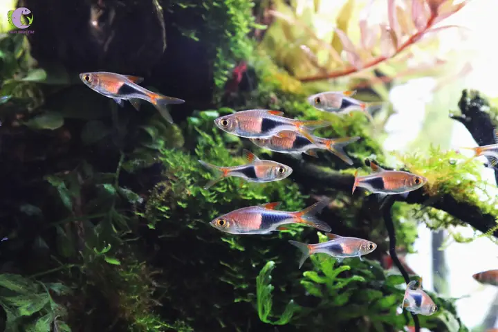 3. Cá cảnh bơi theo đàn - Tam giác (Harlequin Rasbora)