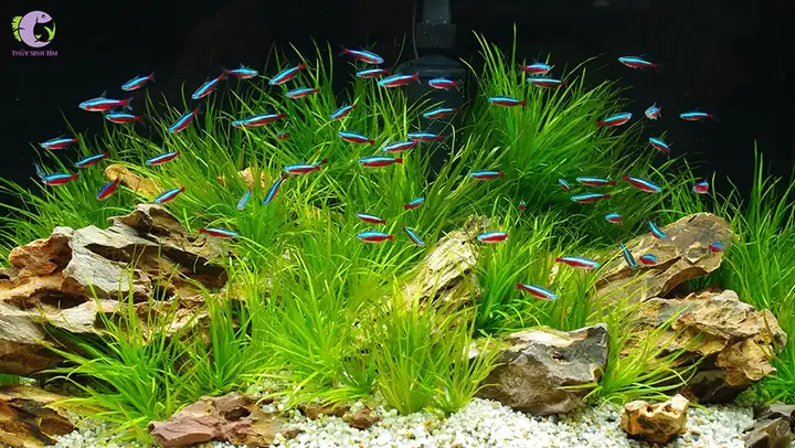 1. Cá cảnh bơi theo đàn - Neon (Neon Tetra)