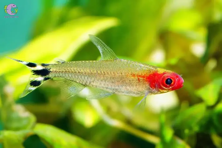 2. Cá cảnh bơi theo đàn - Sóc đầu đỏ (Rummy Nose Tetra)