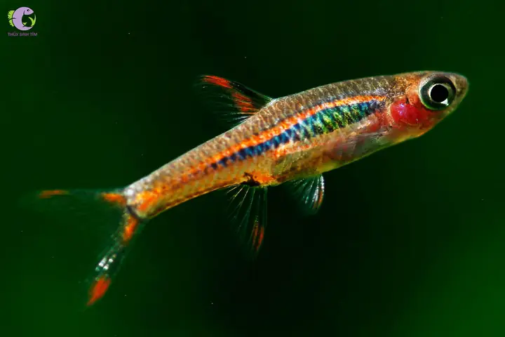 4. Cá cảnh bơi theo đàn - Trâm (Boraras)