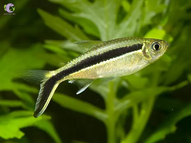 5. Cá cảnh bơi theo đàn - Chim cánh cụt (Hockey Stick Tetra)