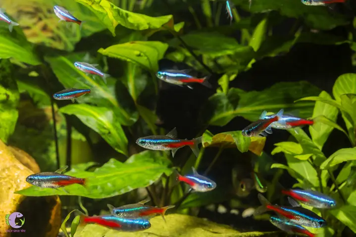 1. Cá cảnh bơi theo đàn - Neon (Neon Tetra)