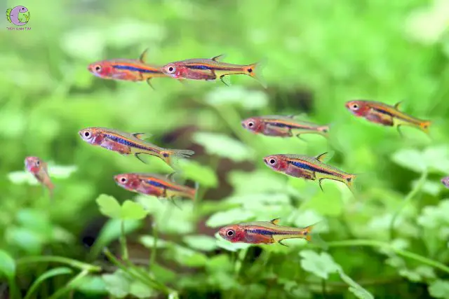 4. Cá cảnh bơi theo đàn - Trâm (Boraras)
