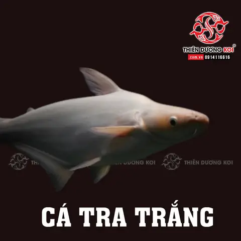 Cá Tra Bạch Tạng: Đặc Điểm, Nguyên Nhân Và Giá Trị Của Chúng