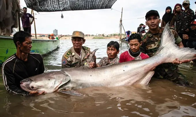 Cá Tra Dầu Khổng Lồ: Loài Cá Nước Ngọt Vĩ Đại Sông Mekong