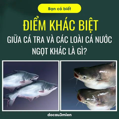 Cá Tra Thích Mùi Gì? Giải Mã Sở Thích Mùi Hương Của Loài Cá Này