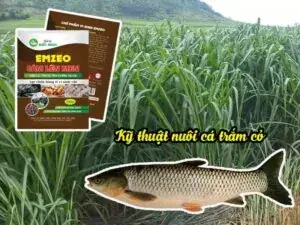 Cá Trắm Ăn Gì? Bí Quyết Nuôi Trắm Cỏ Lớn Nhanh, Ít Bệnh