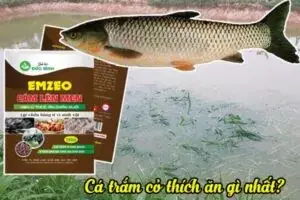 Cá Trắm Ăn Gì? Bí Quyết Nuôi Trắm Cỏ Lớn Nhanh, Ít Bệnh