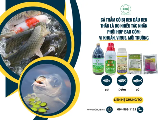 Cá Trắm Cỏ Bị Đen Đầu: Nguyên Nhân, Cách Phòng và Điều Trị Hiệu Quả