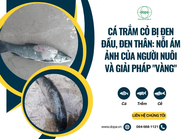 Cá Trắm Cỏ Bị Đen Đầu: Nguyên Nhân, Cách Phòng và Điều Trị Hiệu Quả