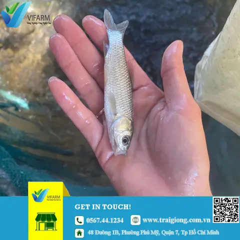 Trại Cá trắm cỏ giống TPHCM