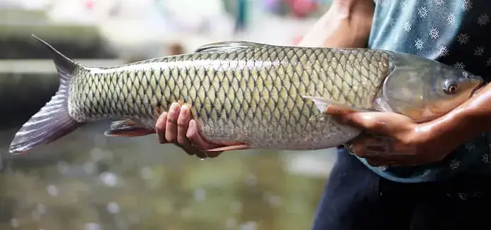 Cá Trắm Đen Có Ăn Ốc Bươu Vàng Không? Giải Đáp Chi Tiết