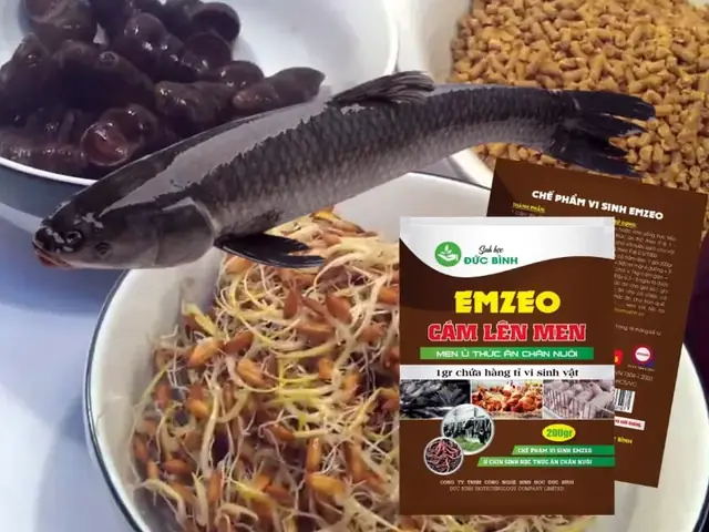 Cá Trắm Đen Có Ăn Ốc Bươu Vàng Không? Giải Đáp Chi Tiết