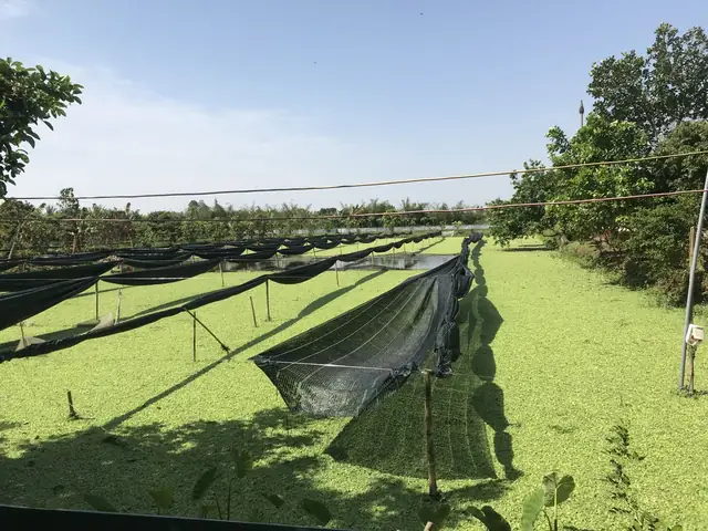 Cá Trắm Đen Có Ăn Ốc Bươu Vàng Không? Giải Đáp Chi Tiết