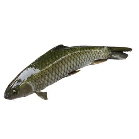 Một số đặc điểm của cá trắm Một số đặc điểm của cá trắm