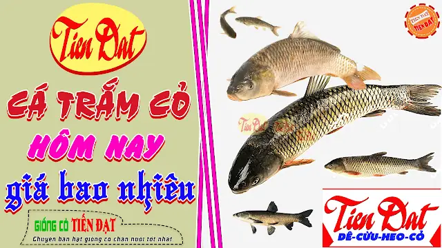Giá Cá Trắm Giống Hiện Nay Là Bao Nhiêu? Hướng Dẫn Toàn Diện