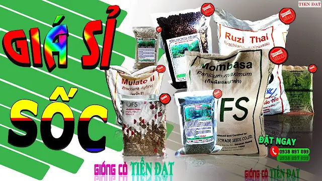 Giá Cá Trắm Giống Hiện Nay Là Bao Nhiêu? Hướng Dẫn Toàn Diện