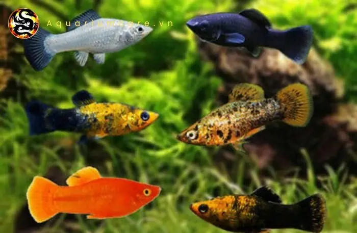 Cá Trân Châu Đỏ: Đặc Điểm, Cách Nuôi & Chăm Sóc Đúng Kỹ Thuật