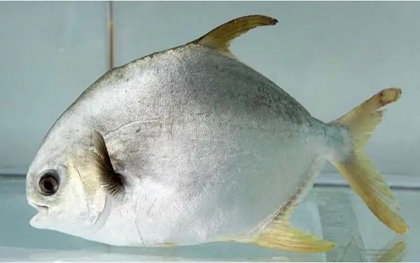 Hướng Dẫn Chi Tiết Nuôi Cá Chim Trắng Nước Ngọt Thành Công