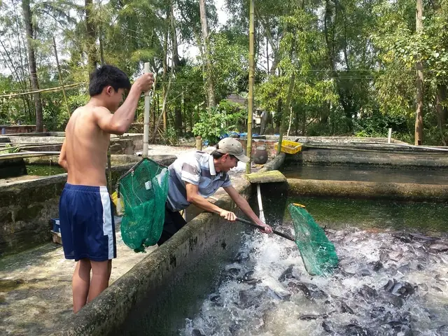 Cá Trê Bạch Tạng Hồng: Hướng Dẫn Nuôi, Đặc Điểm & Giá Trị