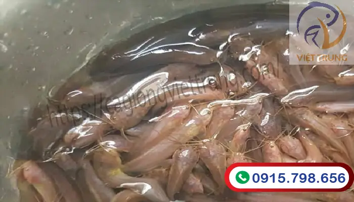 Cá Trê Đồng Ăn Gì Để Lớn Nhanh Và Khỏe Mạnh?