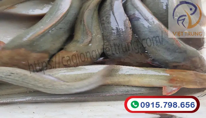 Cá Trê Đồng Ăn Gì Để Lớn Nhanh Và Khỏe Mạnh?