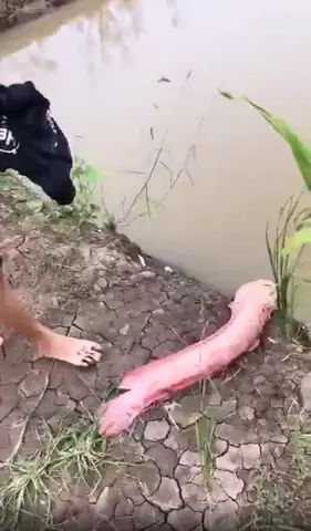 Cá Trê Hồng Giá Bao Nhiêu? Cẩm Nang Chi Tiết Về Loài Cá Cảnh Độc Đáo