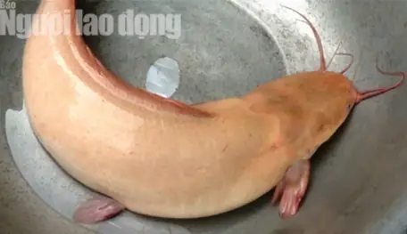 Cá Trê Màu Vàng: Đặc Điểm, Cách Nuôi và Ý Nghĩa