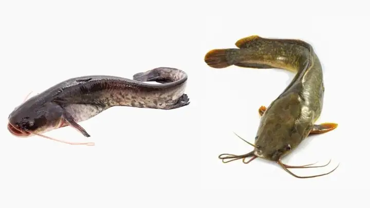 Cá trê miền Bắc gọi là gì? Giải đáp tên gọi & đặc điểm