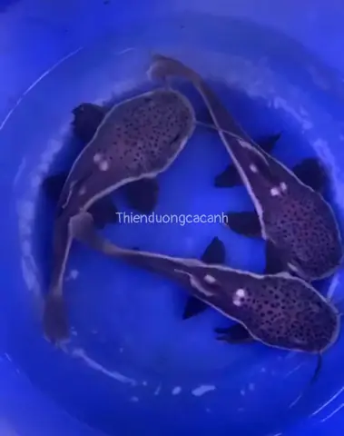 Cá Trê Mỏ Vịt: Đặc Điểm, Cách Nuôi và Chăm Sóc Đúng Kỹ Thuật