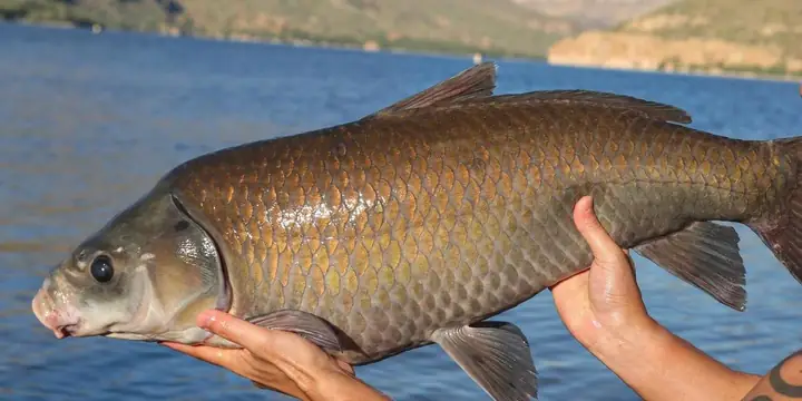 Cá Trê Sa Mạc: Đặc Điểm, Môi Trường Sống Và Khả Năng Thích Nghi
