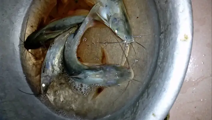 Cá Trê Sát Thủ: Đặc điểm, nguy hiểm và cách đối phó