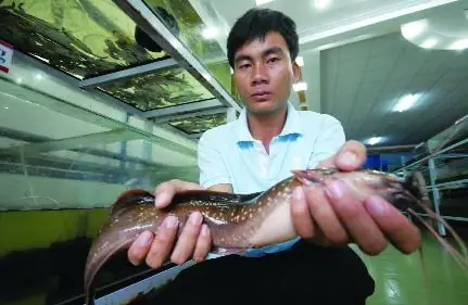 Cá Trê Suối Phú Quốc: Đặc Điểm, Nơi Sống Và Cách Chế Biến Món Ngon