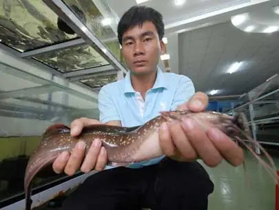 Cá Trê Suối Phú Quốc: Đặc Điểm, Nơi Sống Và Cách Chế Biến Món Ngon