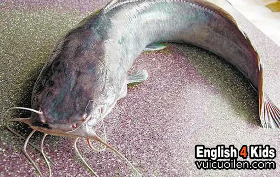 Xem thêm một số con vật khác trong tiếng anh