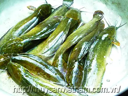 Hướng Dẫn Kỹ Thuật Nuôi Cá Trê Vàng Lai Đạt Hiệu Quả