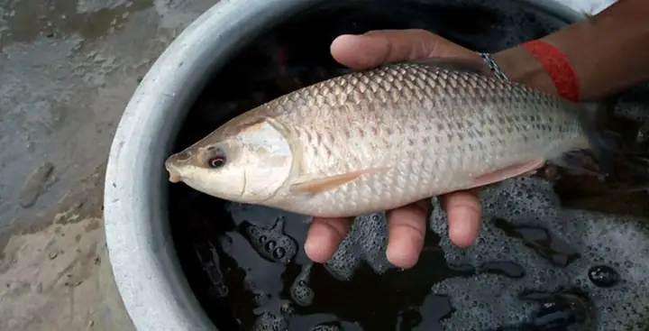 cá trôi ấn độ