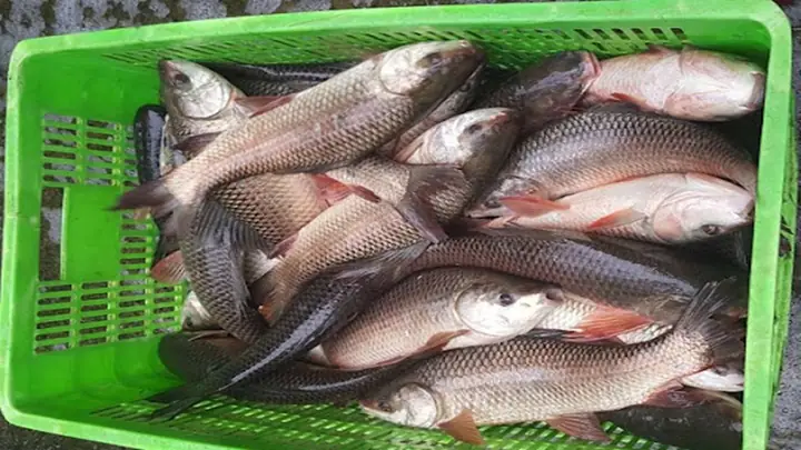 Cá Trôi Là Cá Gì? Đặc Điểm, Phân Loại và Hướng Dẫn Nuôi Chi Tiết