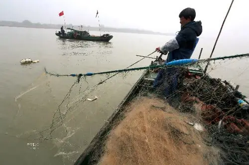 cá trôi trường giang