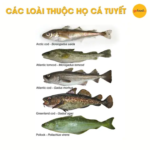 Có mấy loại cá tuyết?