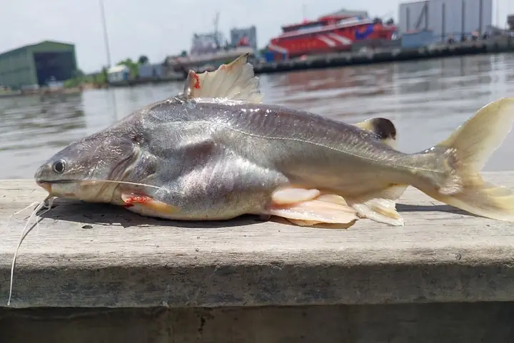 Cá Úc Nước Ngọt Là Gì? Giải Mã Về Loài Cá Đặc Biệt Này